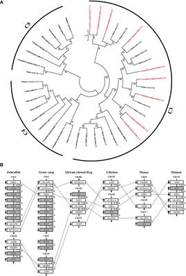 Complement C3a Enhances the Phagocytic Activity of B Cells Through C3aR in a Fish